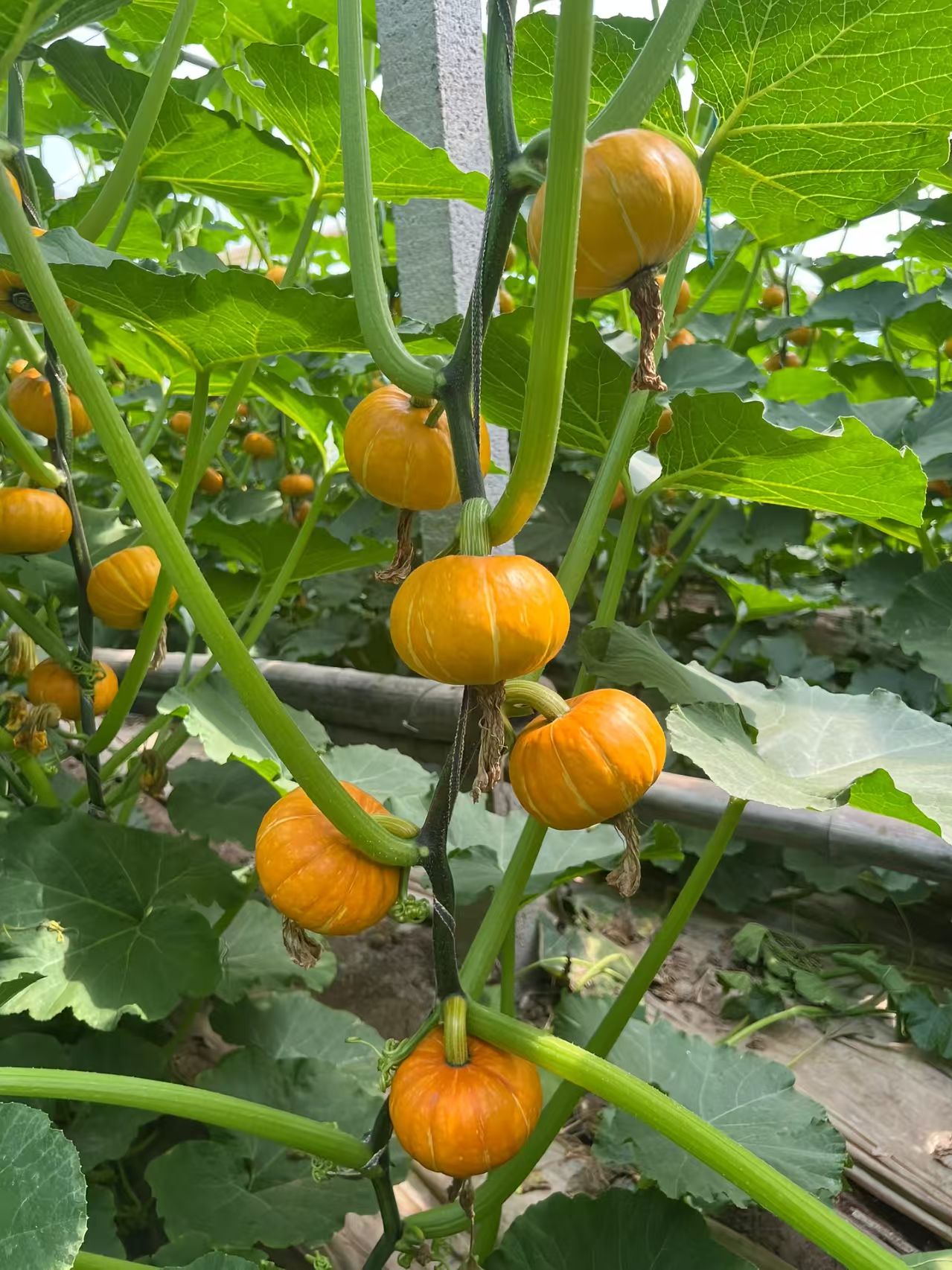 临沂南瓜种子（系列）