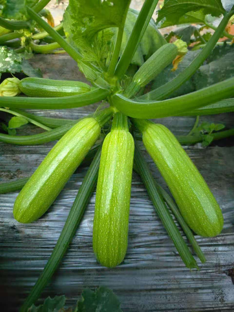 临沂西葫芦种子（系列）